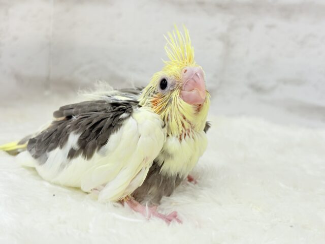 オカメインコ