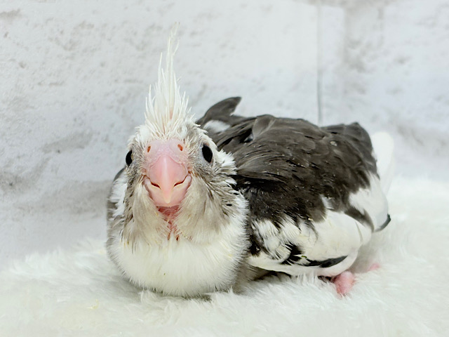 久々♡オセロカラー🐣🧩オカメインコ(WFパイド) ヒナ