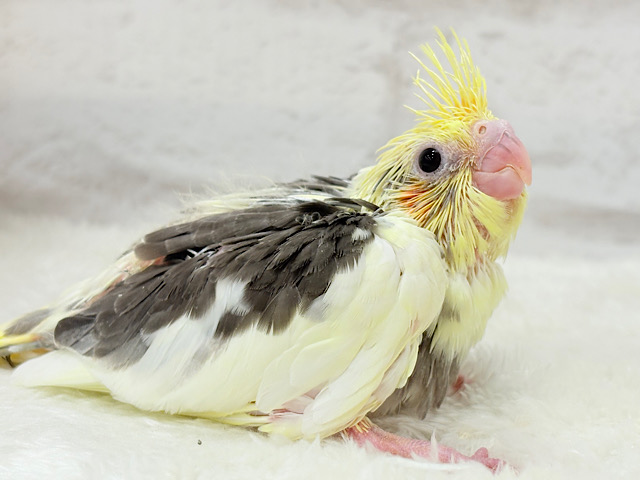 癒し系の恐竜ちゃん🐣🫧オカメインコ(パイド) ヒナ