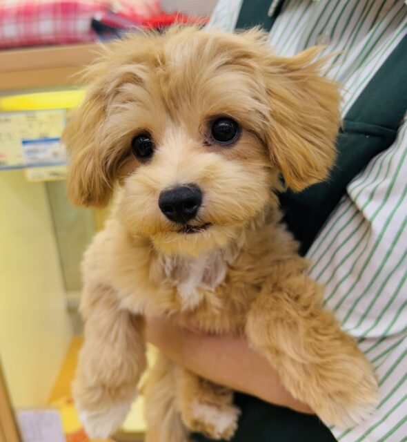 チワプー