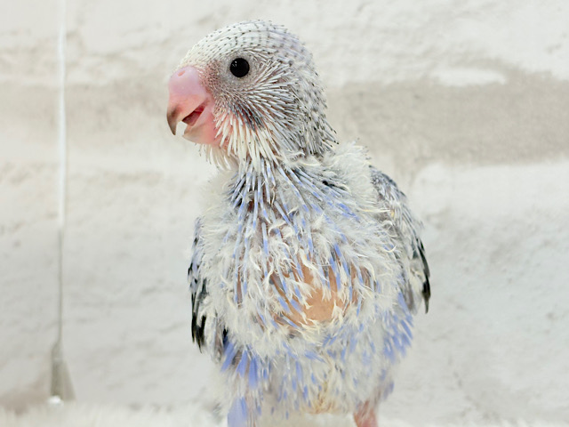 元気いっぱい‪☆セキセイインコ(オパーリン) ヒナ