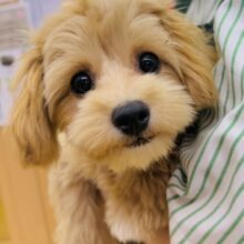 最新画像！きゅーん！ぎゅっと抱きしめるよ！チワプーちゃん