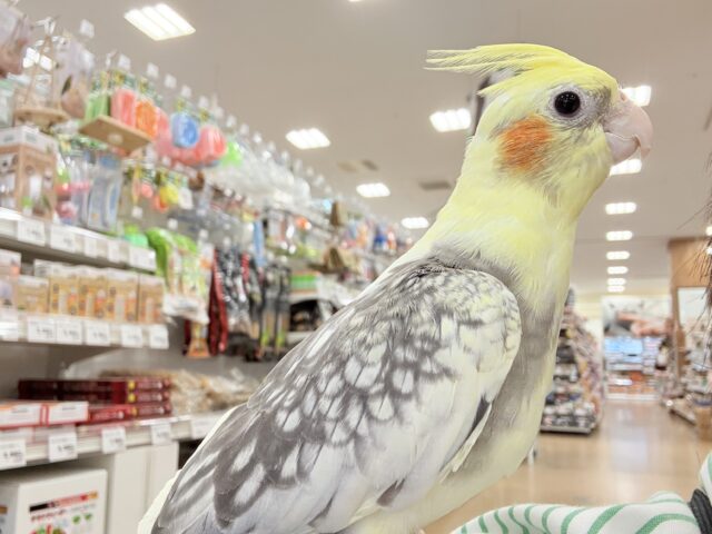 オカメインコ