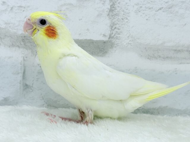 【最新画像更新🪄】笑顔が得意っ♬ミニミニ怪獣🐣オカメインコ(ルチノー) ヒナ オカメインコ