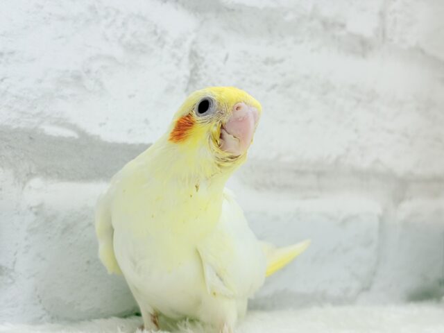 【最新画像更新🪄】笑顔が得意っ♬ミニミニ怪獣🐣オカメインコ(ルチノー) ヒナ オカメインコ