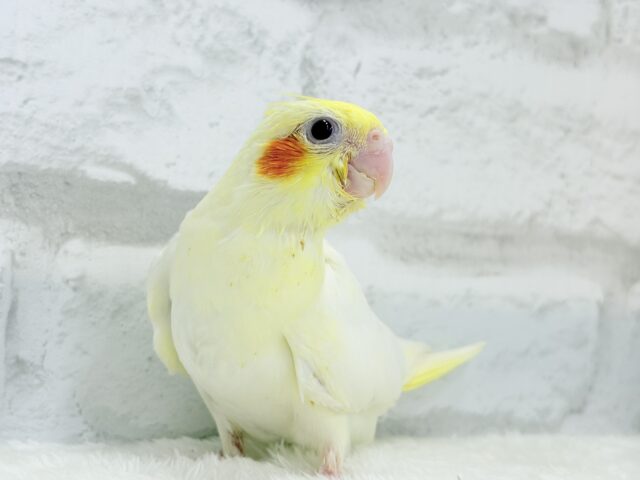 【最新画像更新🪄】笑顔が得意っ♬ミニミニ怪獣🐣オカメインコ(ルチノー) ヒナ オカメインコ