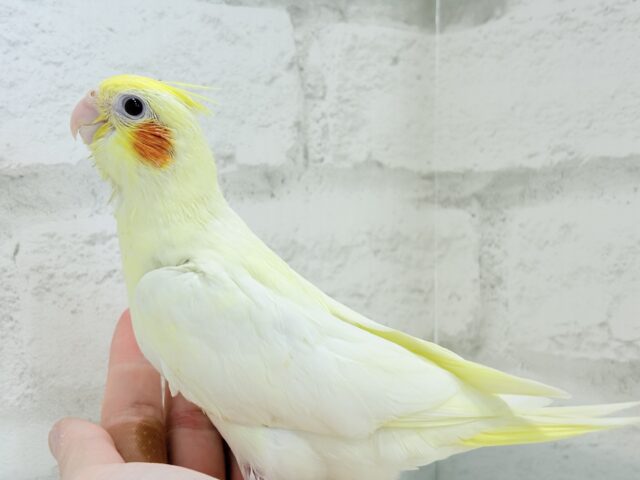 【最新画像更新🪄】笑顔が得意っ♬ミニミニ怪獣🐣オカメインコ(ルチノー) ヒナ オカメインコ