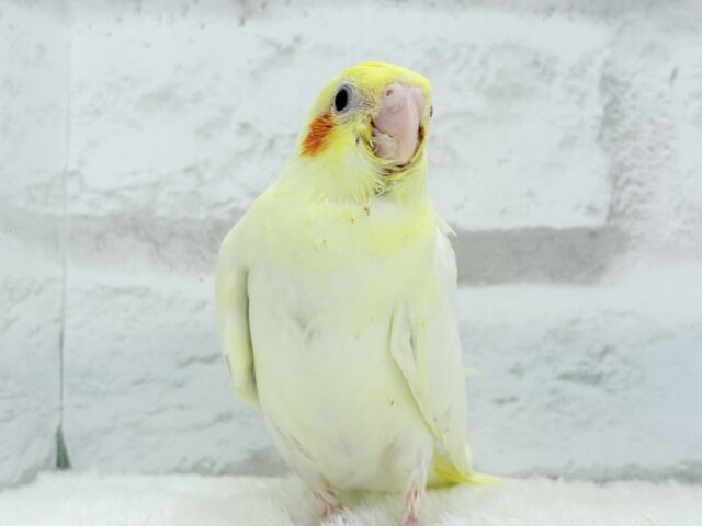 【最新画像更新🪄】笑顔が得意っ♬ミニミニ怪獣🐣オカメインコ(ルチノー) ヒナ オカメインコ