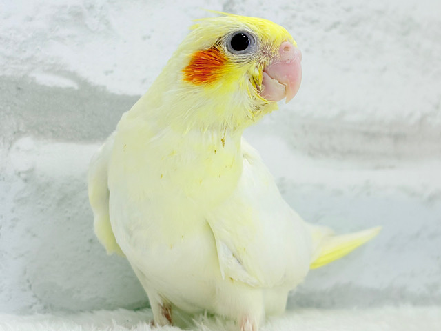 【最新画像更新🪄】笑顔が得意っ♬ミニミニ怪獣🐣オカメインコ(ルチノー) ヒナ 【最新画像更新🪄】笑顔が得意っ♬ミニミニ怪獣🐣オカメインコ(ルチノー) ヒナ