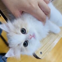 最新画像！ゆるふわ〜🍭サイベリアンちゃん