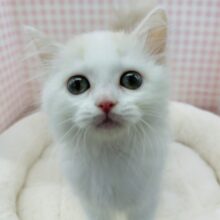 甘々❤️スコティッシュフォールドちゃん！