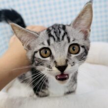 懐っこすぎてメロメロになっちゃう！マンチカン