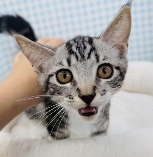 懐っこすぎてメロメロになっちゃう！マンチカン