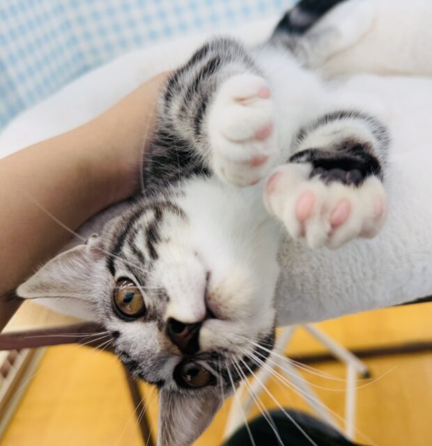 マンチカン