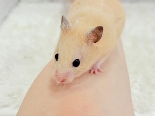 ゴールデンハムスター