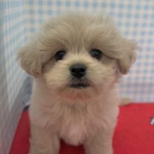 どすこい体型のペキプーくん☺️