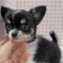 最新画像📷チィくん来たよ！ブラック&ホワイトのチワワくん！