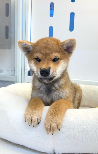 柴犬