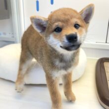 しばしばい〜ぬッ❕🐕柴犬(赤)💙男の子💙2025年6月23生まれ