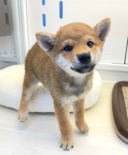 しばしばい〜ぬッ❕🐕柴犬(赤)💙男の子💙2025年6月23生まれ