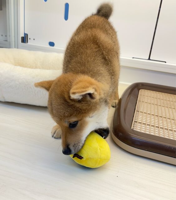 柴犬