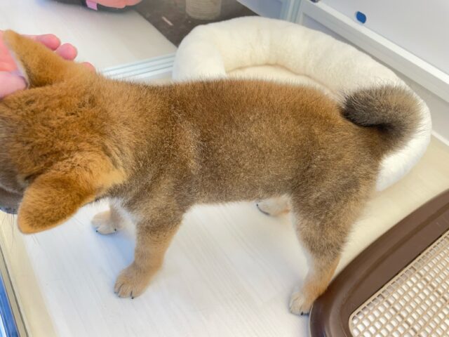 柴犬
