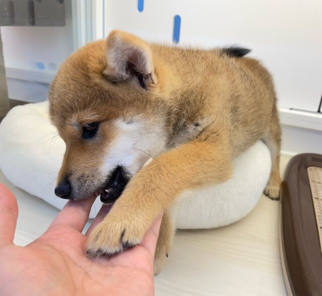 柴犬