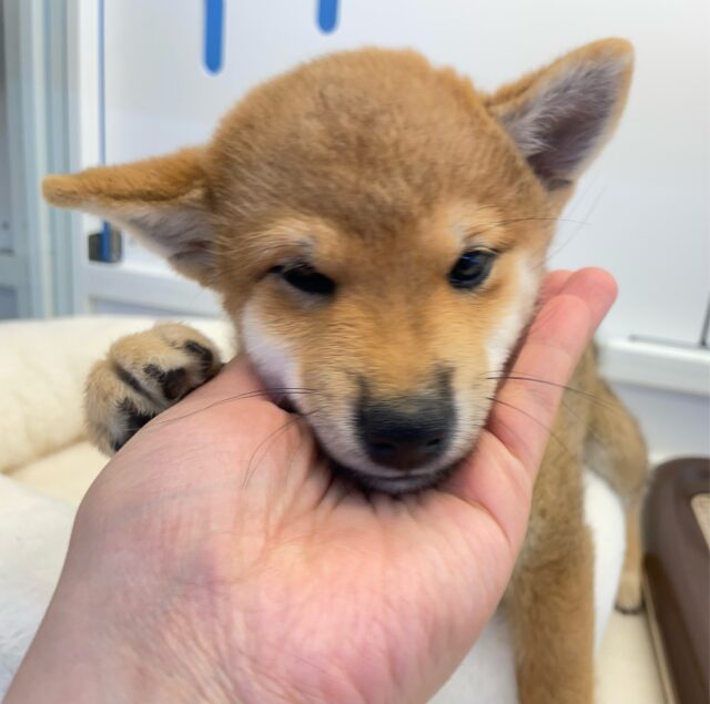 柴犬
