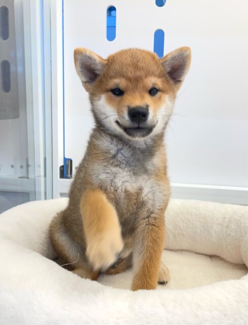 柴犬