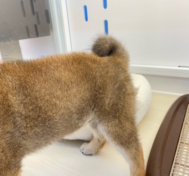 柴犬