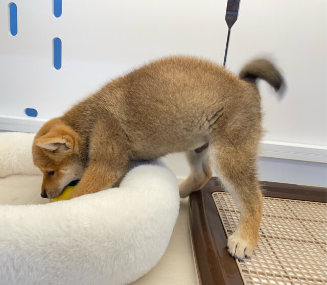 柴犬