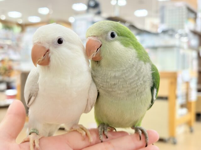 オキナインコ