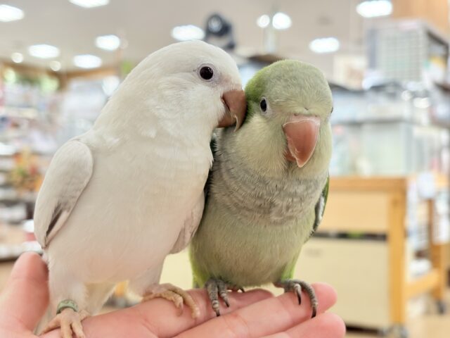オキナインコ