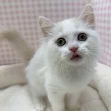 最新📷甘々❤️スコティッシュフォールドちゃん！