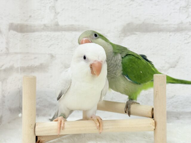 オキナインコ