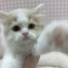 最新画像！ゆるふわ〜🍭サイベリアンちゃん