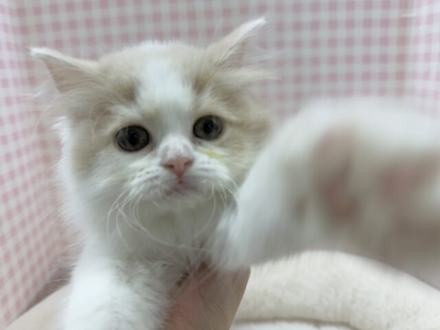 最新画像！ゆるふわ〜🍭サイベリアンちゃん
