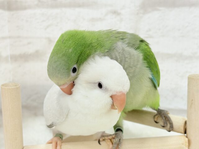 オキナインコ