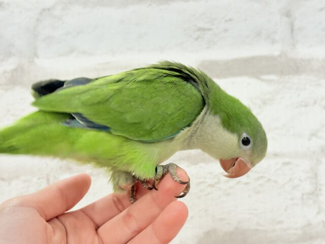 オキナインコ