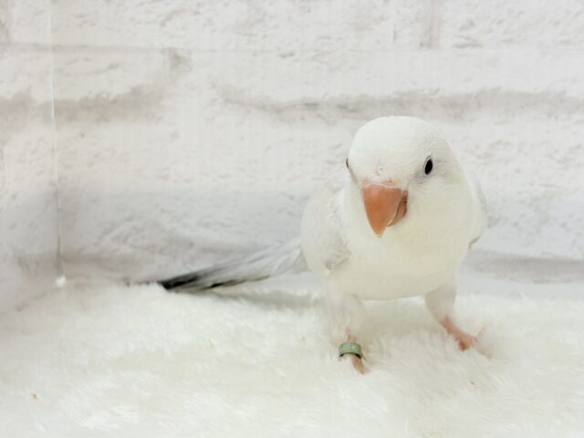 オキナインコ
