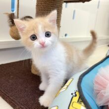 🐾͟͟͞= ฅ͟͟͞ = ( •ω•´ ฅ )ﾈｺﾊﾟﾝﾁ✨スコティッシュ・フォールド(クリームタビー＆ホワイト)🍨🤍男の子💙2025年7月5日生まれ