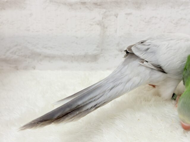 オキナインコ