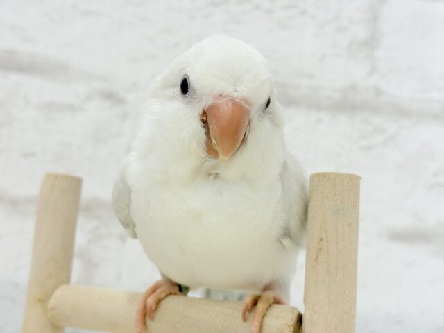 オキナインコ