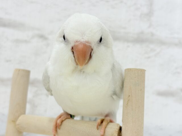 オキナインコ