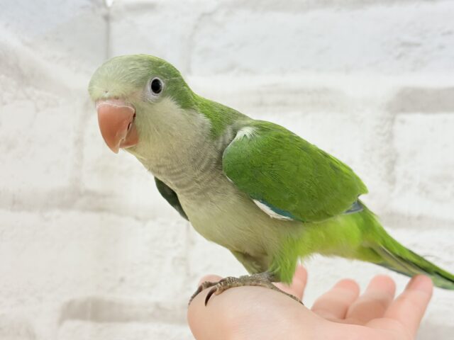 オキナインコ