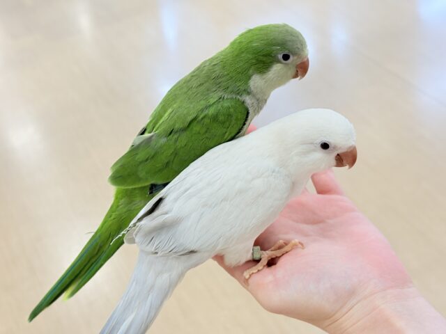 オキナインコ
