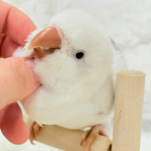 【最新画像更新🪄】慎重派だけど甘ったれ〜🧚‍♀️💖オキナインコ(コバルトパリドオパーリン) ヒナ
