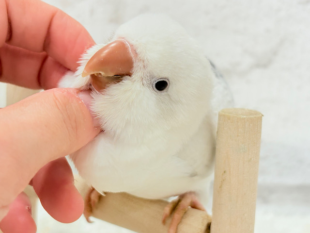 【最新画像更新🪄】慎重派だけど甘ったれ〜🧚‍♀️💖オキナインコ(コバルトパリドオパーリン) ヒナ