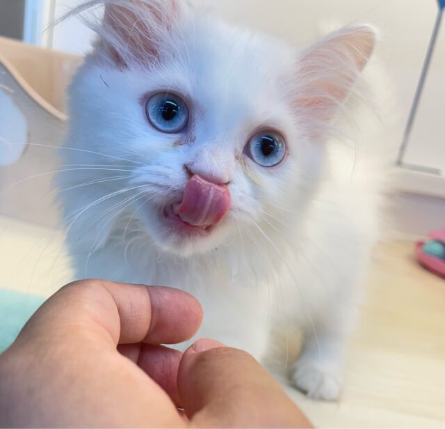 ミヌエット