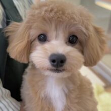 最新画像！きゅーん！ぎゅっと抱きしめるよ！チワプーちゃん